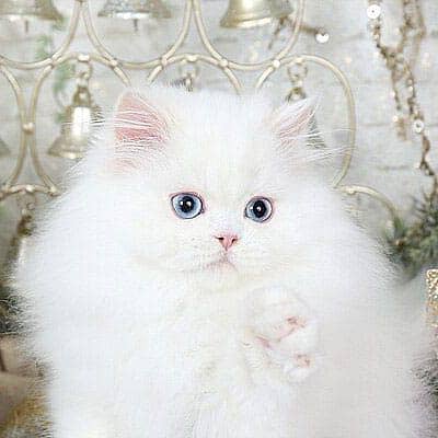 Persian cat 2 month age my WhatsApp number 0301-35-64-719