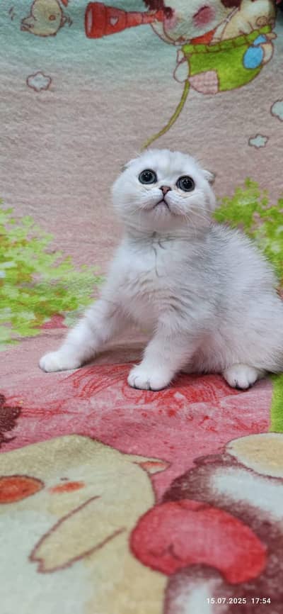 Scottish fold kitten for sell. 03306254917