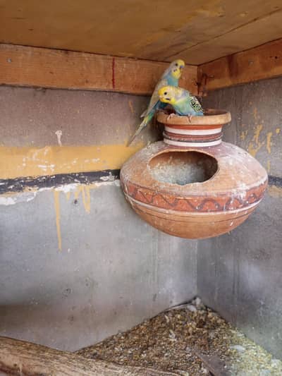 rainbow breeder pair or spangle breeder pair