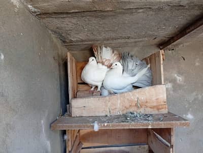 Lucky (English Fantail)