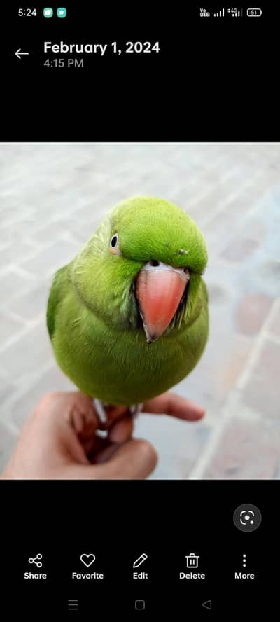 Talking parrot