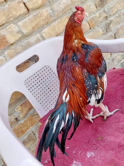 Zero size Male Miawali