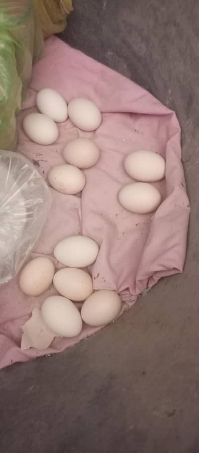 aseel desi mix fresh and fertile eggs