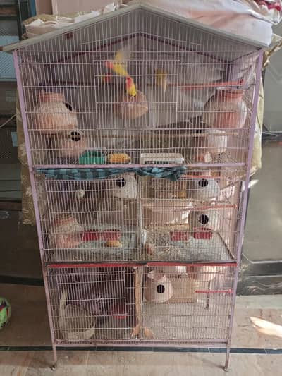 full size cage with birds pairs