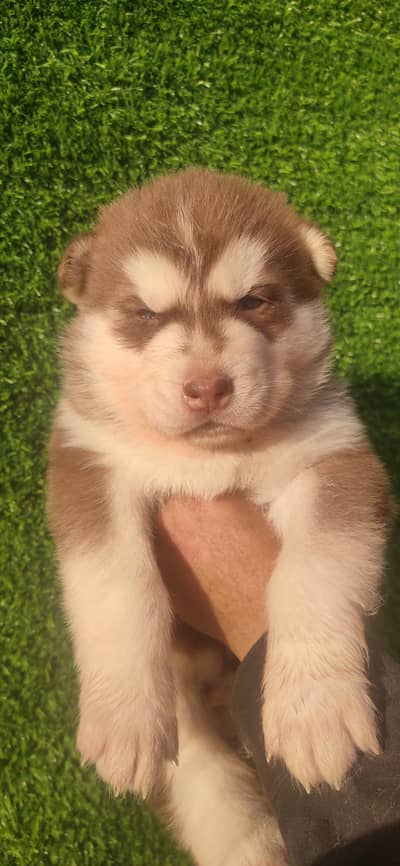 Siberian Husky Puppies ! Malamute Cross ! Husky Puppy