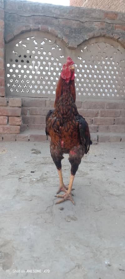 long height or mazbot Jor