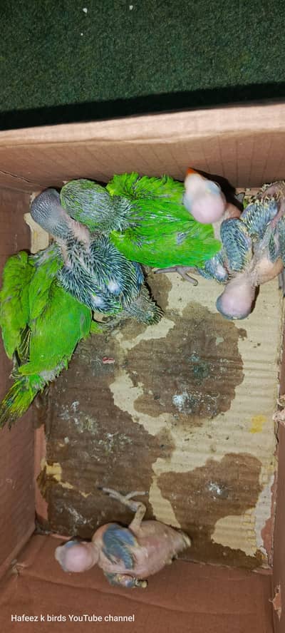 Green Ringneck Chicks Available For Sale