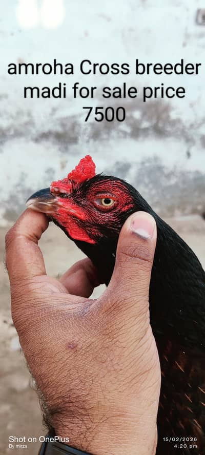 aseel for urgent sale