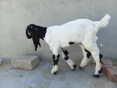 3 month Goat Kid Healthy and Active For Sale