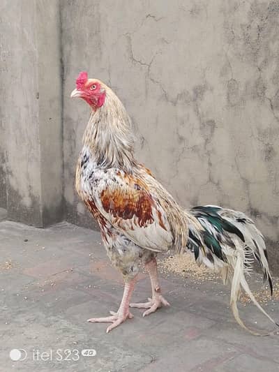 Aseel Pure Blood line