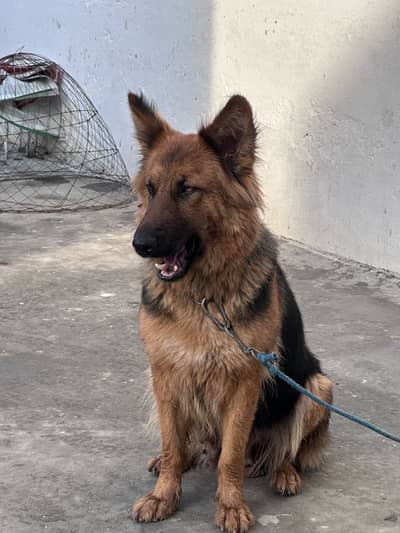 German Shepherd Breeder Female Pedigree