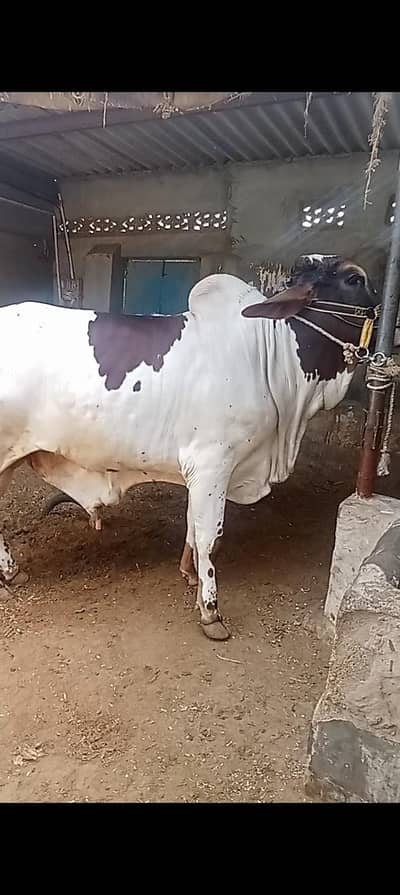 fresh 2 dant bachra ablak print for sale