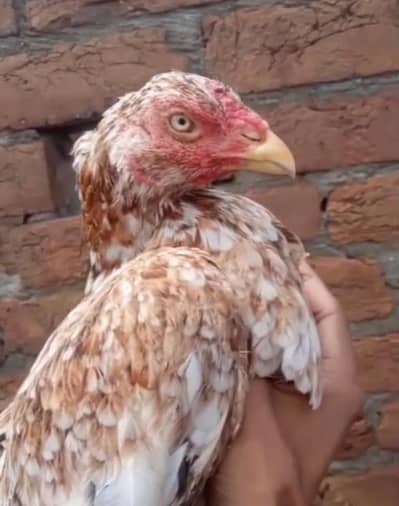 Aseel Murgi contact 03037934437