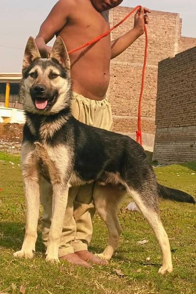 Belgium bigadi full security guard mail 5 month for sale