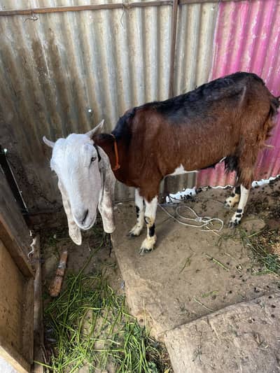 bakara or 3month ka he  or ous ma bhe he