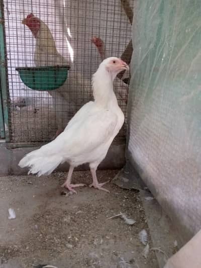 Aseel Heera whatsapp=03324613414