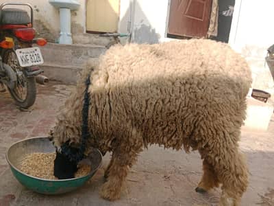 Kajla Cross Chatra (female Sheep) - Eid 2026 Palai k liye Best