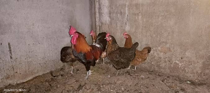 hen desi anda be sab detti hy bari murgi hy one bara murga desi