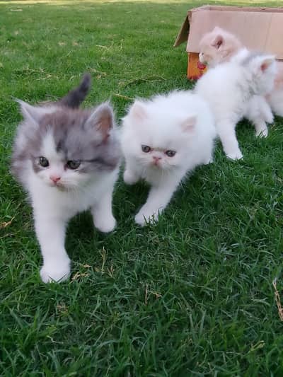 Persian Cat kitten