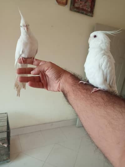 Eno Cockatiel Hand Tammed Male Female