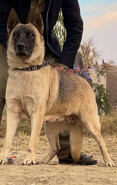 Bhagyari Alsatian female breeder 12 month for sale