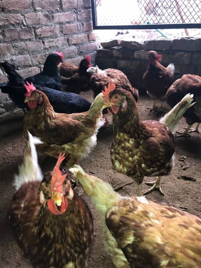 Lohman Brown German Breed eggs laying F1 breed original