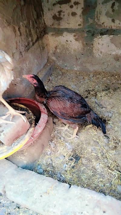 High quality aseel murgi for sale and exchange