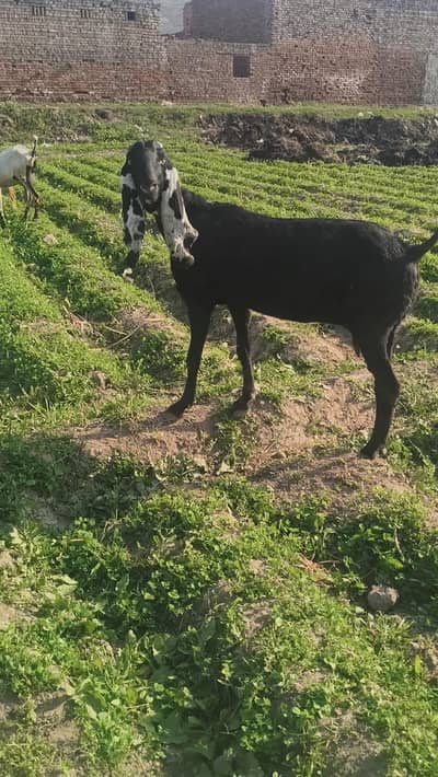 ڈی ٹائپ شالیمار پارک فیصل آباد