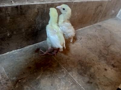 Heera/ Paper White/ Aseel/ Chicks/ Hera