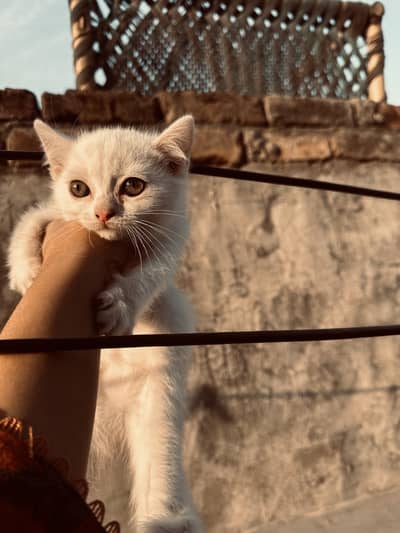 Persian double ,2 female