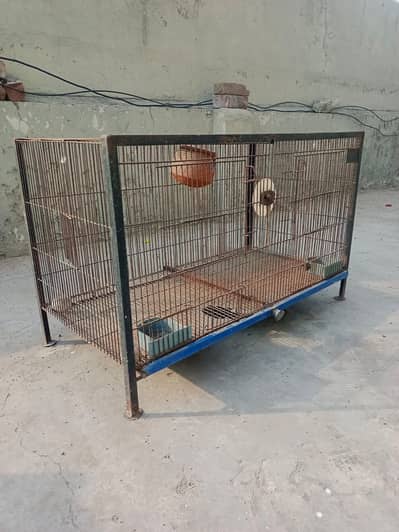 Birds cage