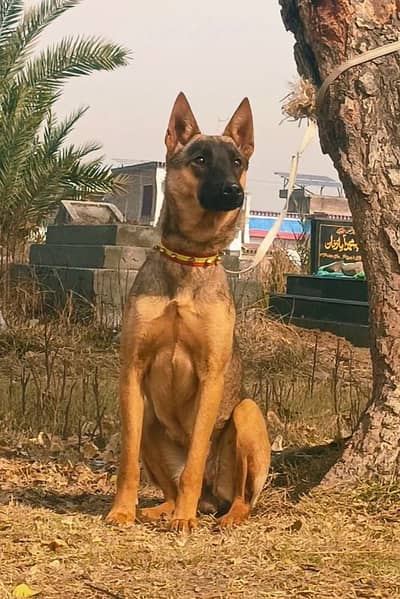 Bhagyari Alsatian  full security guard 4 month female