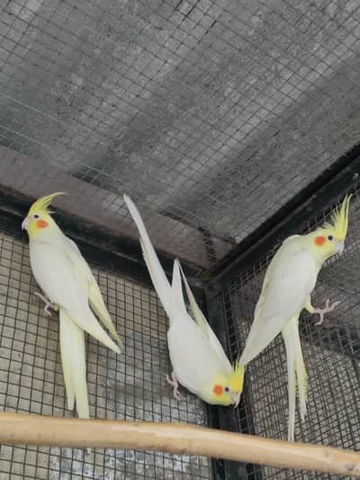 Cocktails breeder pairs for sale