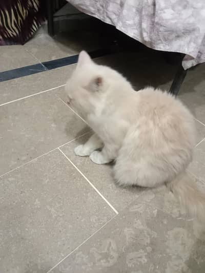 sehat mand billa ghar ka pala howa