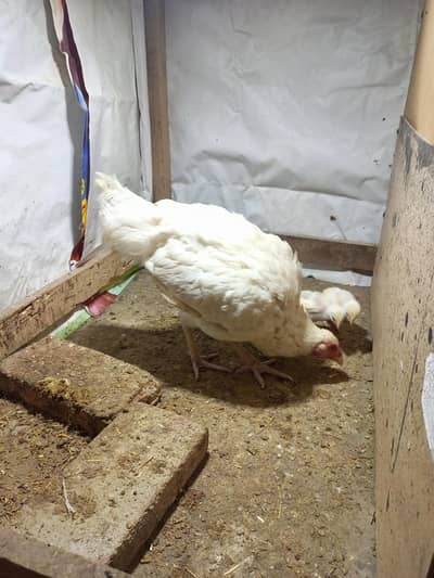 Heera  Aseel  Female  with  5 Chicks