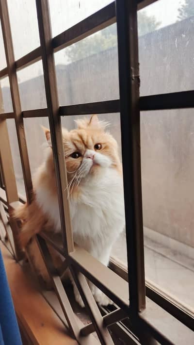 Bi Colour Beautiful Male Kitten