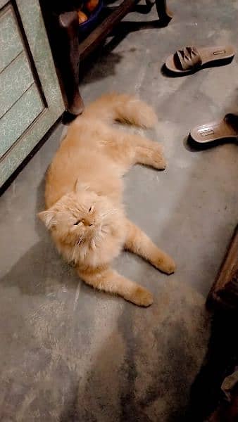 Persian male cat available for sale