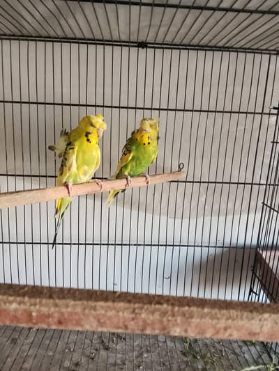 hogo 2nd breed ka pair hai female full flowers male normal flowers