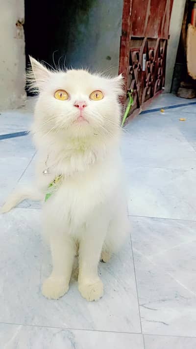 Persian cat