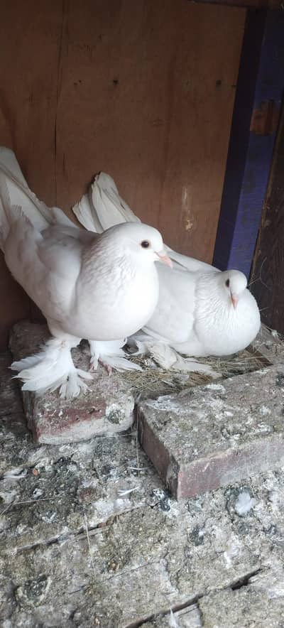 White Pouter Pomeranian pigeon