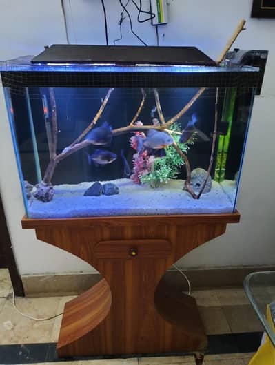 Complete Aquarium Setup for Sale at Reasonable Price