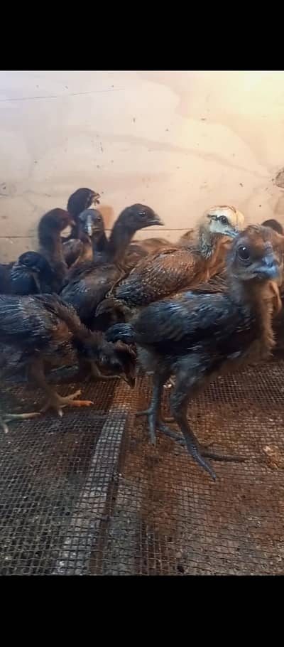 Pure Dragon Aseel With Supreme Quality Black Skin