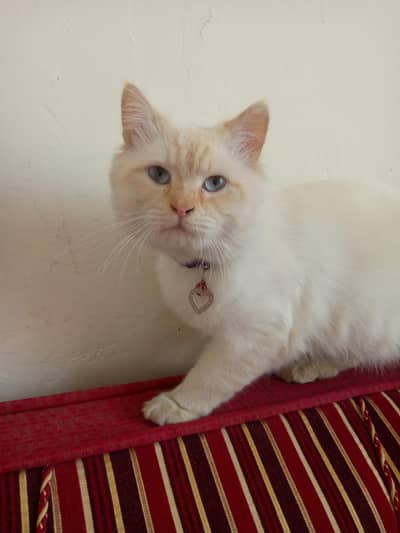 Healthy Persian Male Cat for Sale – 9 Months