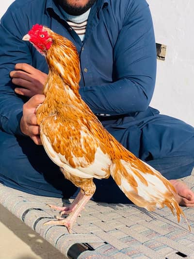 Quality Peela Sunehra For Sale. . 03058914115