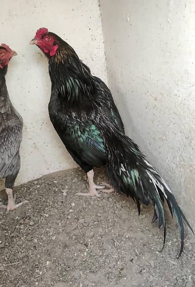 kala muskha aseel breeder murgha for sale