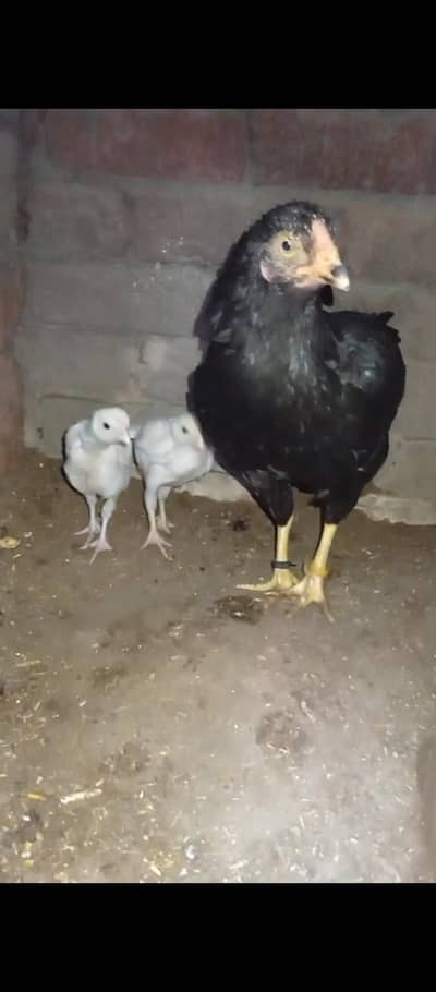 Madi with paper white chicks