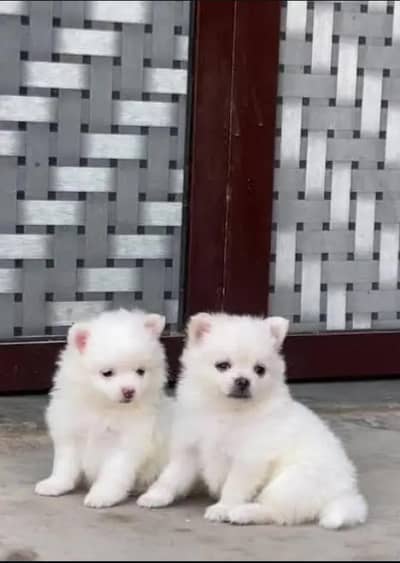 Russian puppies 03425137217
