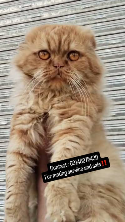 Scottish fold long hair stud male