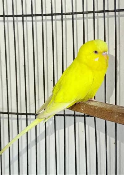 Aurstalian parrot breeder pair with one chick for sale.