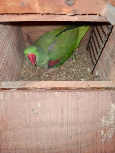 parrot birds Female Raa parrot